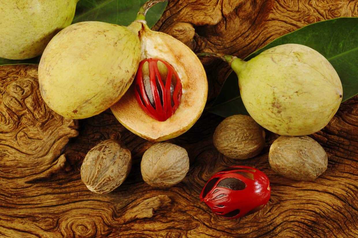 Fresh nutmeg with red mace — Grenada's most famous spice